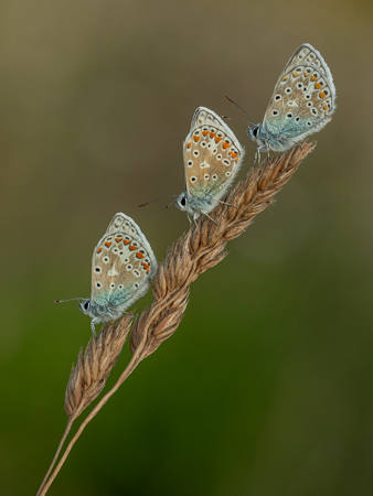 Blue Trio