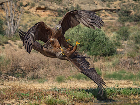 Black Kite Dispute