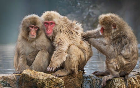 Snow Monkeys Bond After Swim