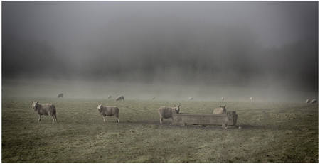 Ewe Look Cold