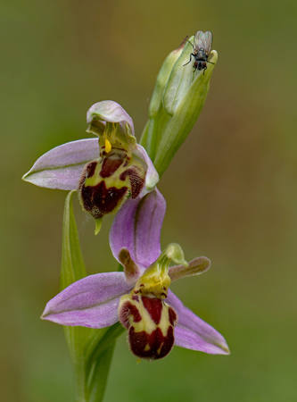 Bee Orchid
