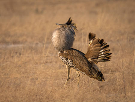 Kori Bustard Displaying