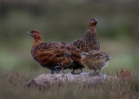 Red Grouse Trio