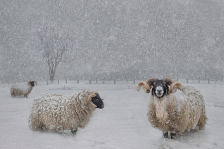 A Blanket Of Snow