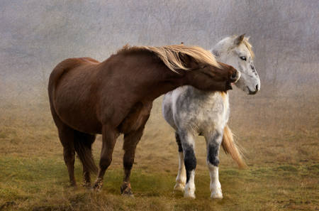 Showing Affection