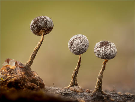 Physarum Album Slime Moulds