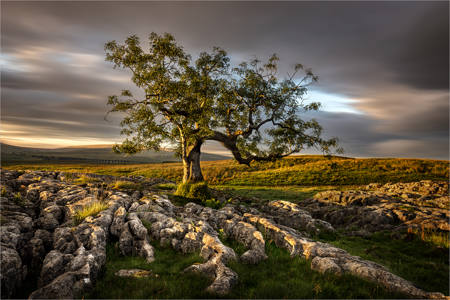 Lone Tree At Ribblehead