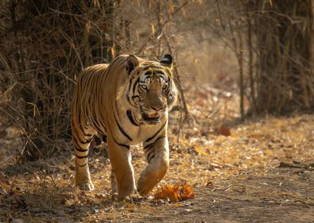 Bengal Tiger Emerging From The Forest