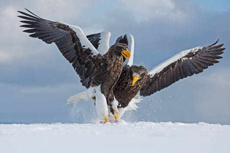 Scrapping Steller's Eagles