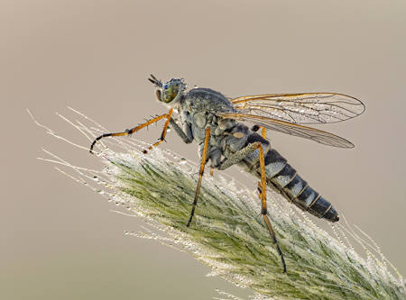 Silver Stiletto Fly