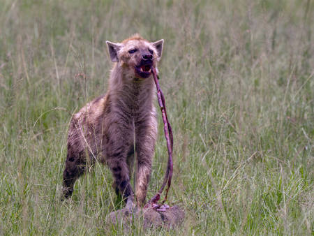 Hyena With Kill