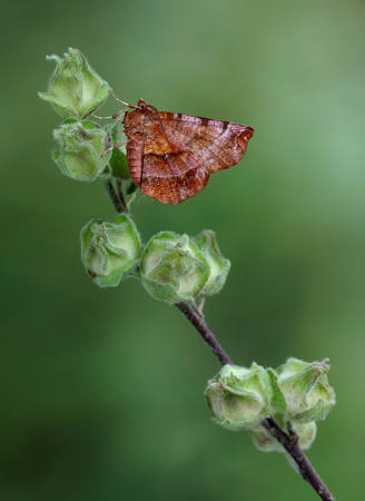 Early Thorn