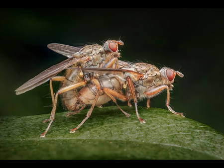 Garden Mating Flies