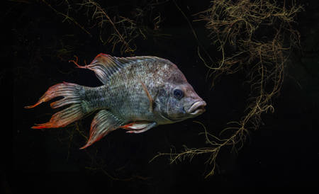 Mangaraha Cichlid, Madagascar