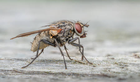 Tiger Fly (Coenosia Tigrina)