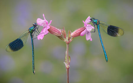 Banded Demoiselles