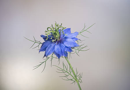 Blue Nigella