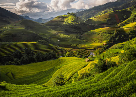 Dappled Sun On Paddy Fields