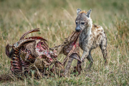 Spotted Hyena On Kill, Masai Mara
