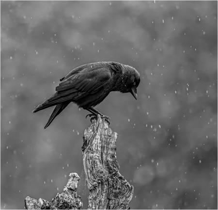 Caught In The Rain