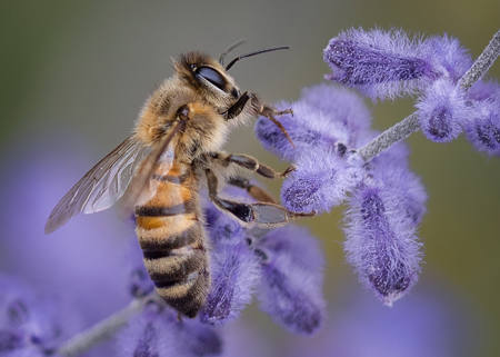 African Honey Bee