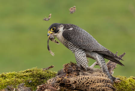 Peregrine Falcon