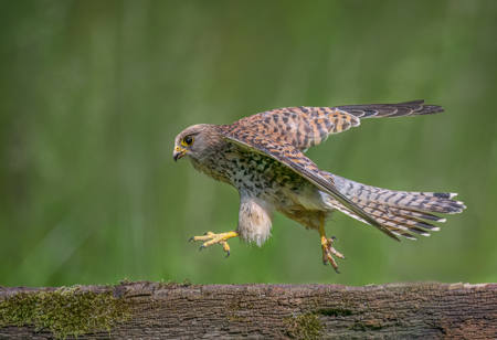 Kestrel On The Run