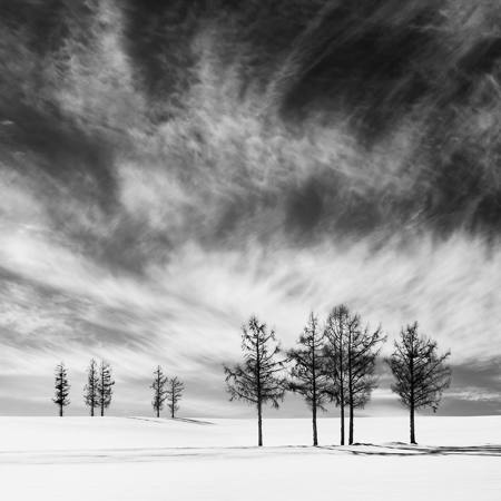 Trees Near And Far