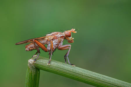 Marsh Fly