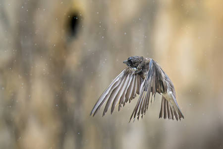 Sand Martin In The Rain