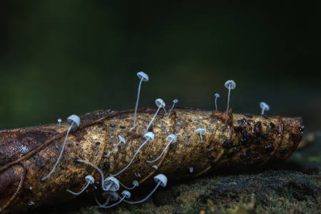 Micro Fungus