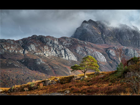 After The Rain, Light On The Scots Pine
