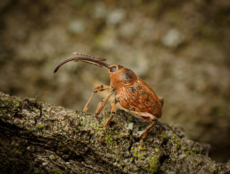 Acorn Weevil