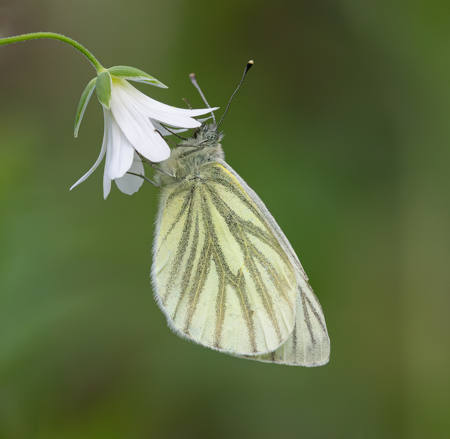 Green-Veined White Buterfly