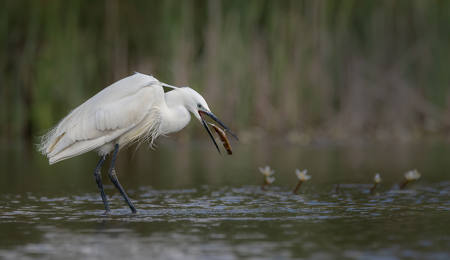 Little Egret With Fish