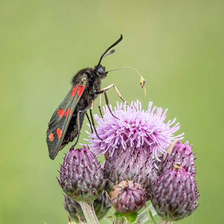 Six Spot Burnet Moth On Thistle