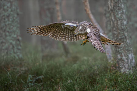 Goshawk Focussed On Prey