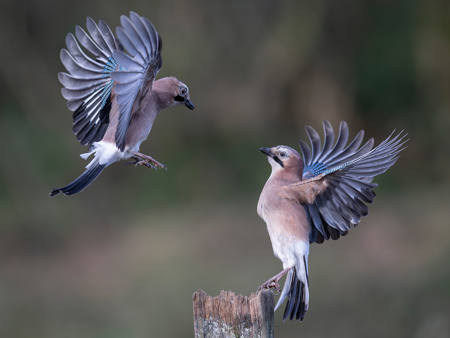 Squabbling Jays
