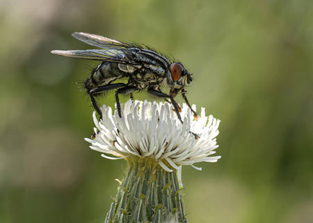 Sarcophaga Fly Feeding On Thistle