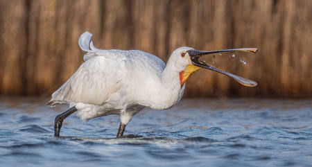 Feeding Spoonbill