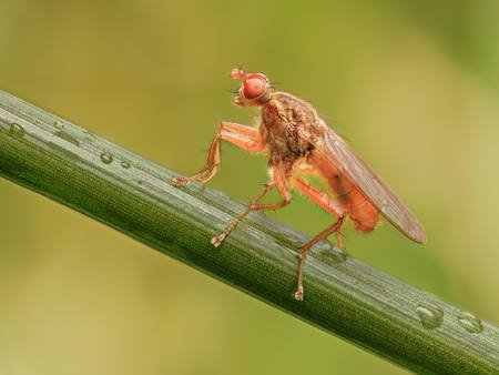 Scathophaga With Orange Antenna