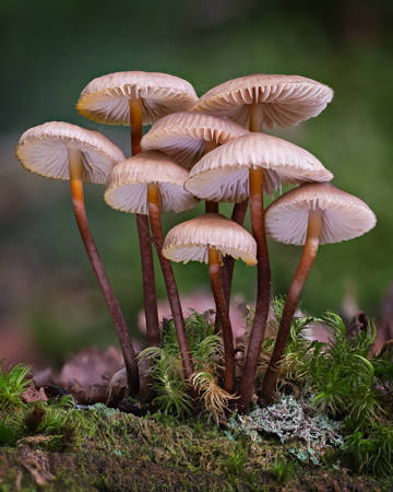 Mycena Inclinata