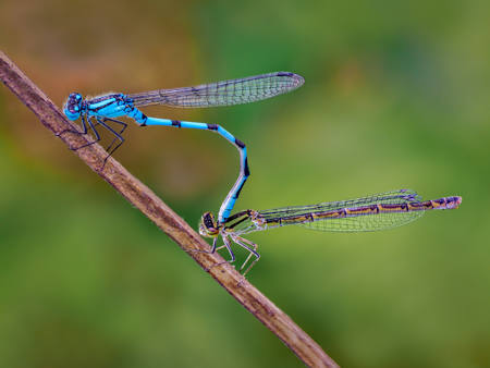 Coupled Damselflies