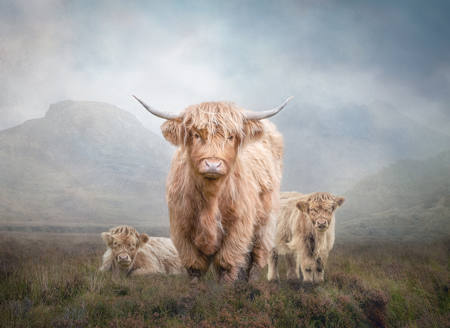 Highland Cow Family
