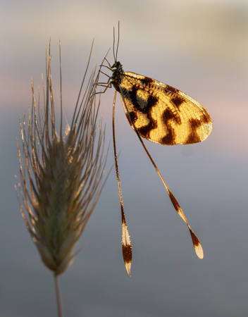 Spoonwing At Dawn