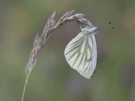 Green-Veined White At Rest