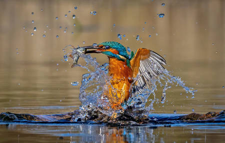 Kingfisher Emerging With Catch
