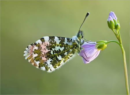Orange-Tip-With Morning Dew