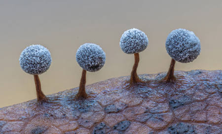 Myxomycetes Didymium Sp