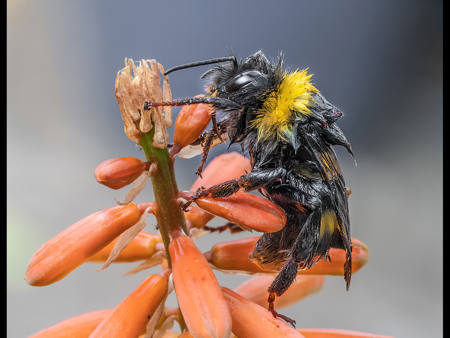 Saturated Bee